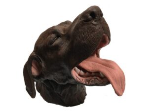 Simulador de Cirugía Dental Canino