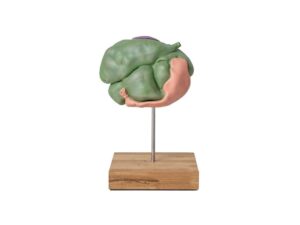 Modelo de Estómago de Oveja