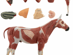 Modelo de Caballo 1/3