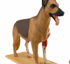 Modelo de Perro 2/3