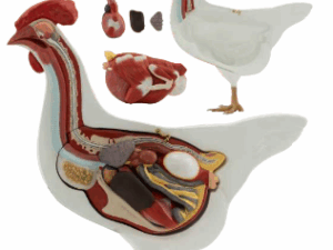 Modelo Anatómico de Gallina