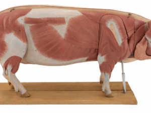 Modelo Anatómico de Cerdo 1/2
