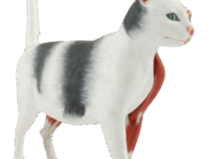 Modelo Anatómico de Gato