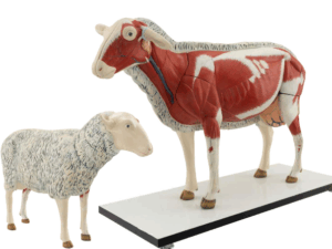 Modelo Anatómico de Oveja 2/3