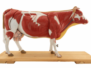 Modelo Anatómico de Vaca 1/3