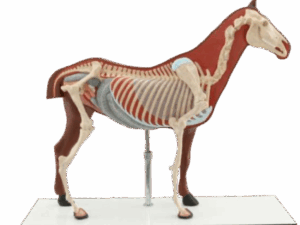 Modelo Anatómico de Esqueleto de Caballo 1/4