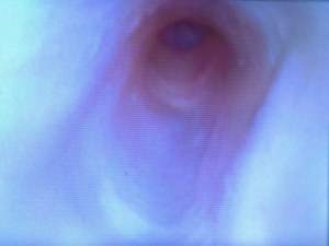 Simulador de Endoscopía Canino