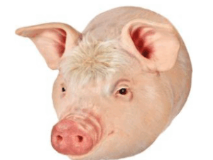 Simulador para Práctica de Pistola de Perno Cerdo