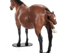 Modelo Equino para Simulación de Distocia