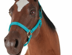 Simulador Equino para Prácticas de Venopunción