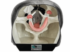 Simulador de Teriogeniología Equino