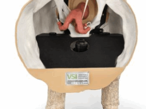 Simulador de Teriogeniología de Oveja