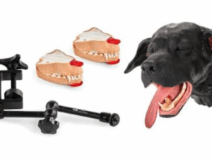 Simulador de Cirgugía Dental Canino