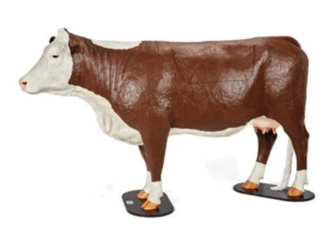Modelo Bovino Hereford para Simulación de Distocia