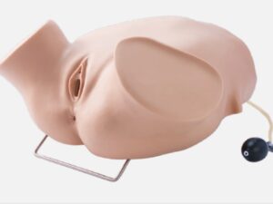 Modelo de entrenamiento de palpación de cuatro pasos PRA006.01