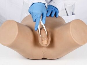 Modelo de cateterismo masculino PRA003.01