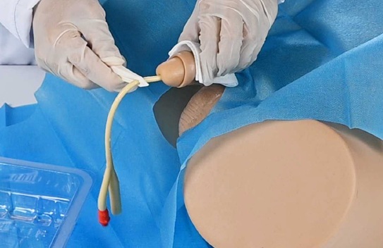 Modelo de cateterismo masculino PRA003.01 - Imagen 2