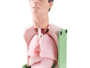 Simulador de lavado gástrico y descompresión gastrointestinal (PRA024.03)