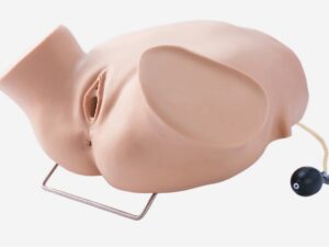 Modelo de entrenamiento de palpación de cuatro pasos (PRA006.1)