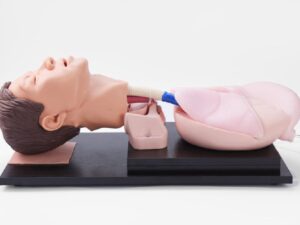 Modelo de entrenamiento de intubación traqueal para adultos (PRA002.02)