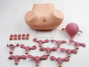 Entrenador avanzado en exámenes ginecológicos GYE001.04