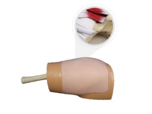 Modelo de entrenamiento para artroscopia de cadera - MEE069