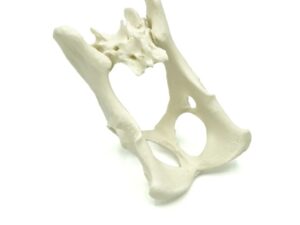 Pelvis con sacro | Gato
