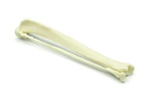 Tibia y peroné | Gato