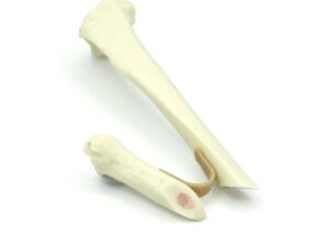 Tibia con fractura oblicua corta - con médula ósea | Gato