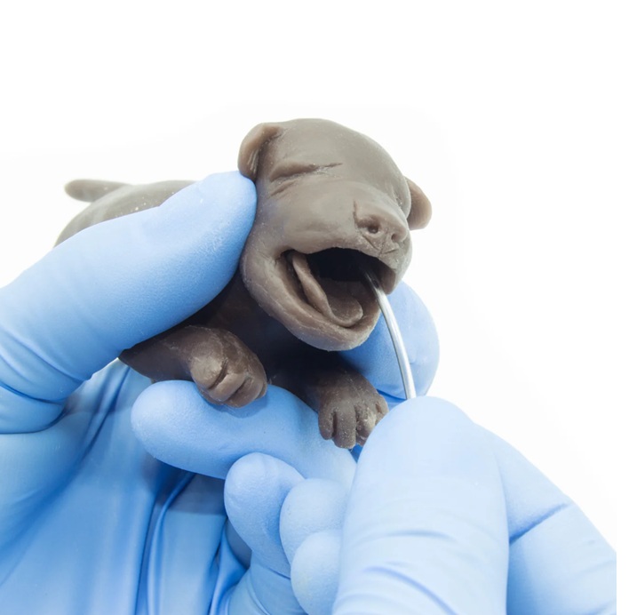 Trío de Cachorros - Imagen 2