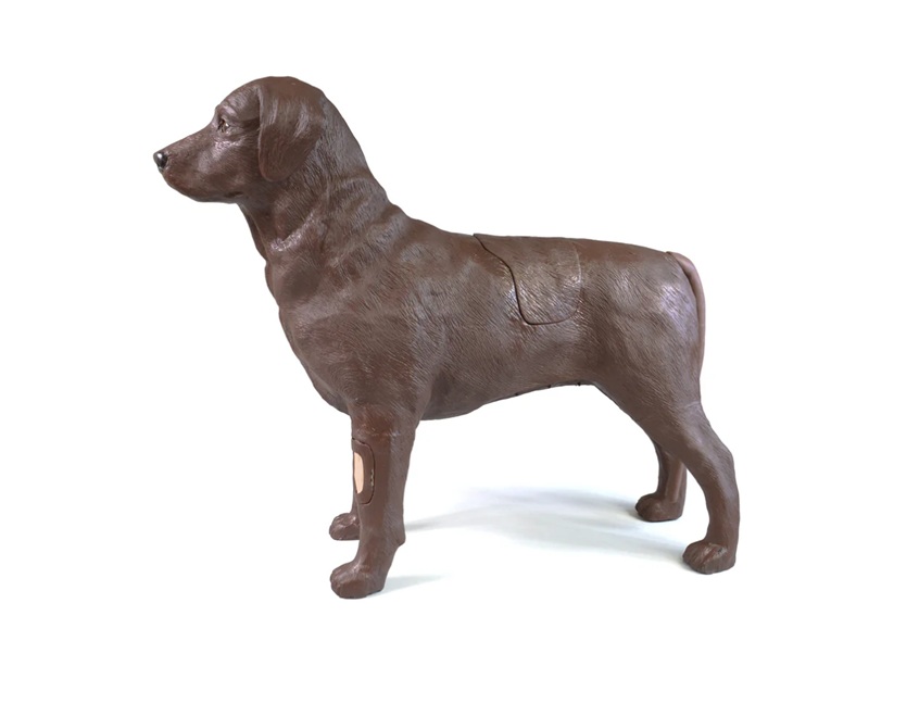 GynDog - Imagen 3
