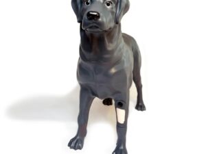 Androdog Andy