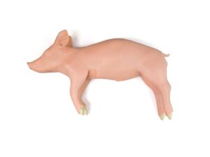 Weany - Modelo porcino de entrenamiento avanzado clínico