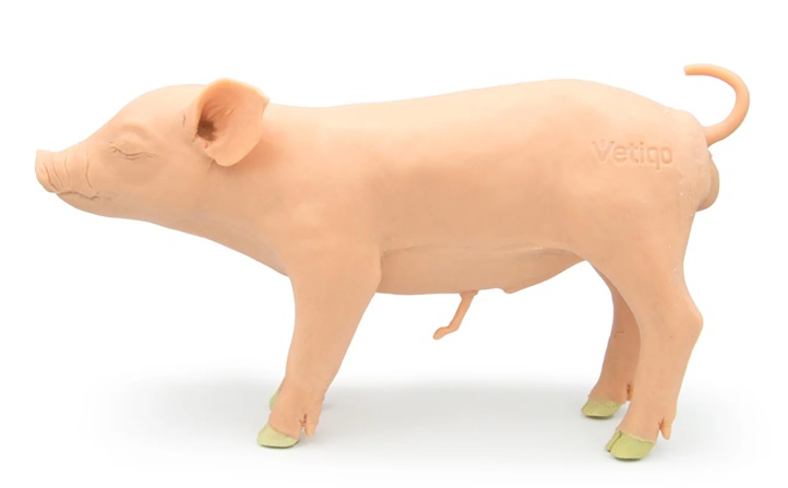 Modelo porcino Castro - Imagen 2