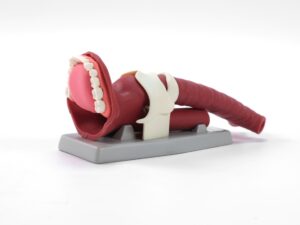 Modelo de Anatomía Oral y Demostración de Vía Aérea MEE026.01