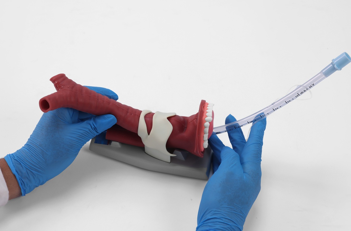 Modelo de Anatomía Oral y Demostración de Vía Aérea MEE026.01 - Imagen 2